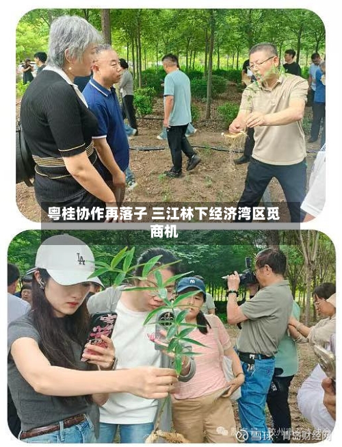 粤桂协作再落子 三江林下经济湾区觅商机