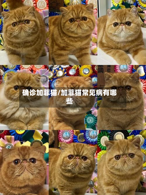 确诊加菲猫/加菲猫常见病有哪些-第3张图片