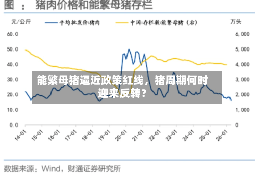 能繁母猪逼近政策红线	，猪周期何时迎来反转？-第2张图片