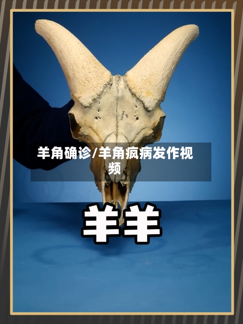 羊角确诊/羊角疯病发作视频-第1张图片