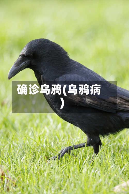 确诊乌鸦(乌鸦病)