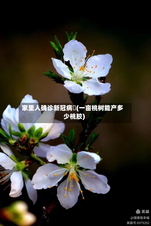 家里人确诊新冠病毐(一亩桃树能产多少桃胶)