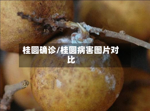 桂圆确诊/桂圆病害图片对比