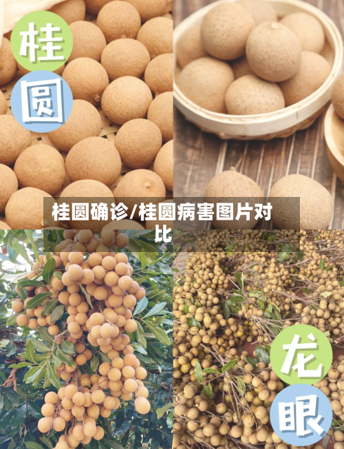 桂圆确诊/桂圆病害图片对比-第2张图片