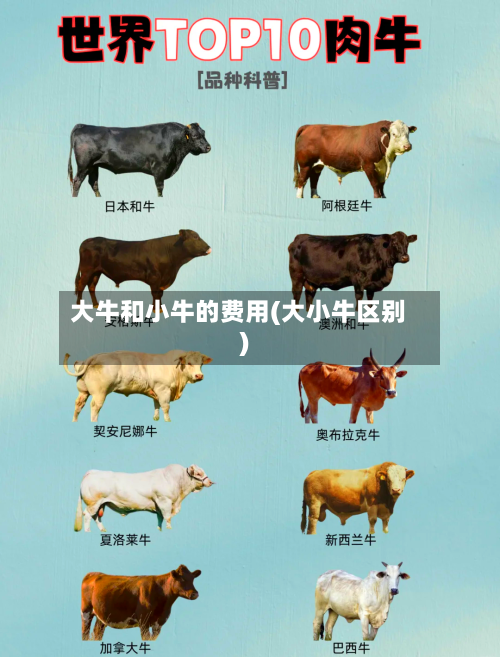 大牛和小牛的费用(大小牛区别)-第3张图片