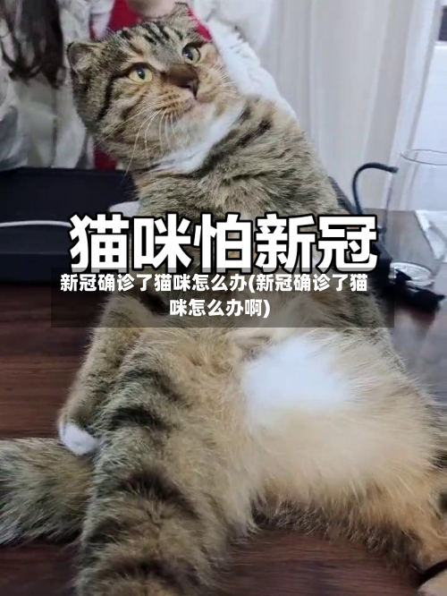 新冠确诊了猫咪怎么办(新冠确诊了猫咪怎么办啊)-第2张图片