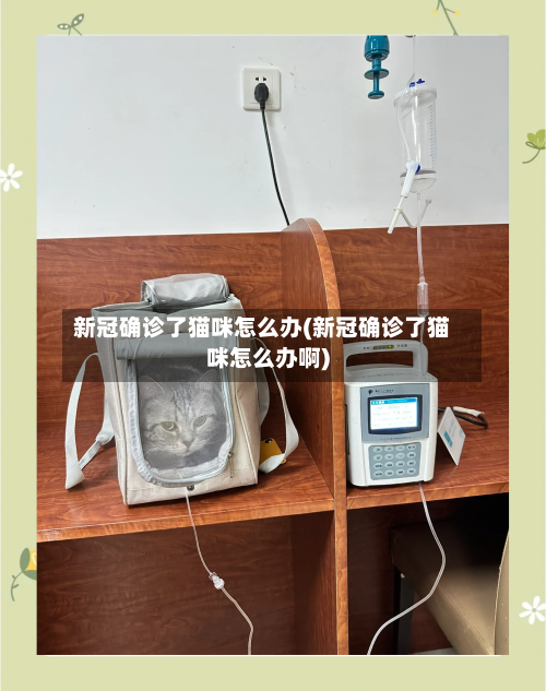 新冠确诊了猫咪怎么办(新冠确诊了猫咪怎么办啊)