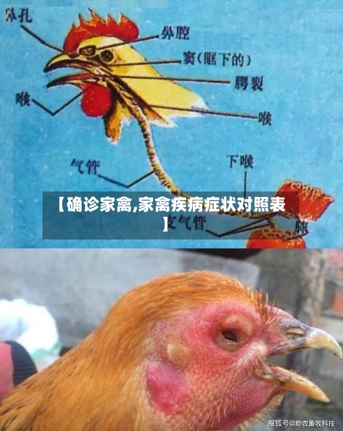 【确诊家禽,家禽疾病症状对照表】-第2张图片