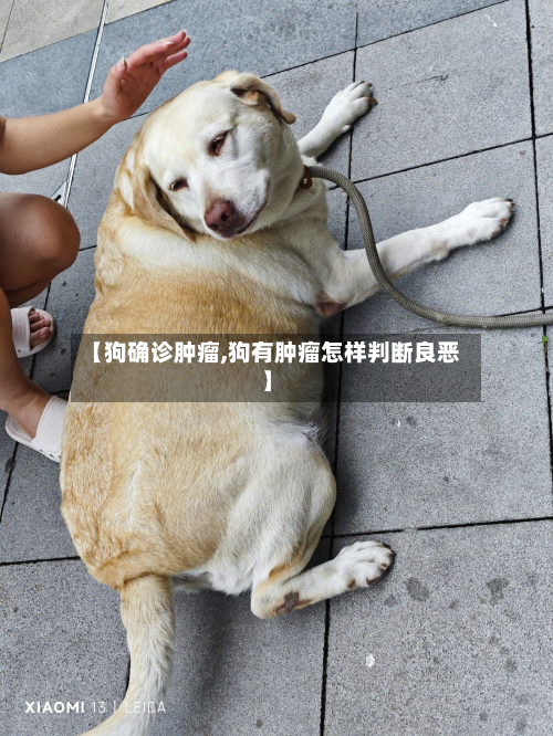 【狗确诊肿瘤,狗有肿瘤怎样判断良恶】