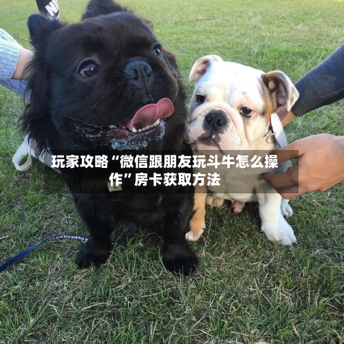 玩家攻略“微信跟朋友玩斗牛怎么操作	”房卡获取方法-第3张图片