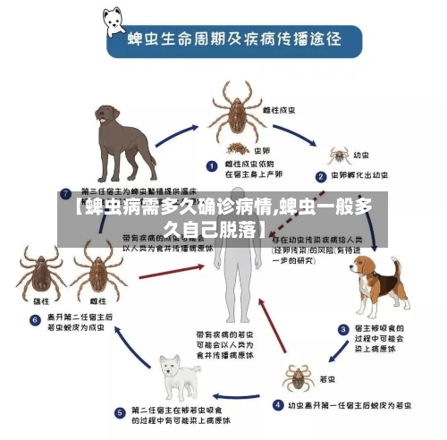 【蜱虫病需多久确诊病情,蜱虫一般多久自己脱落】-第2张图片