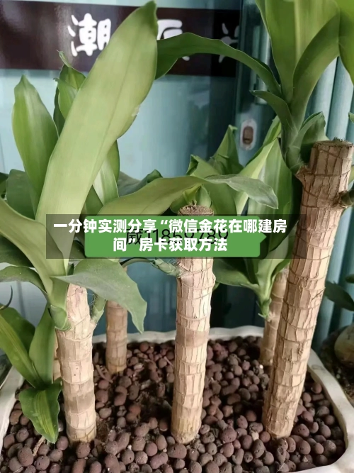 一分钟实测分享“微信金花在哪建房间”房卡获取方法-第2张图片