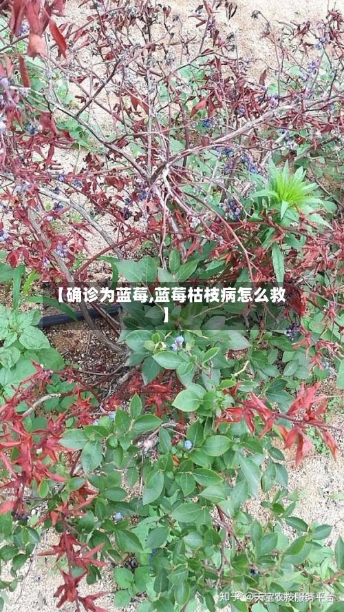 【确诊为蓝莓,蓝莓枯枝病怎么救】