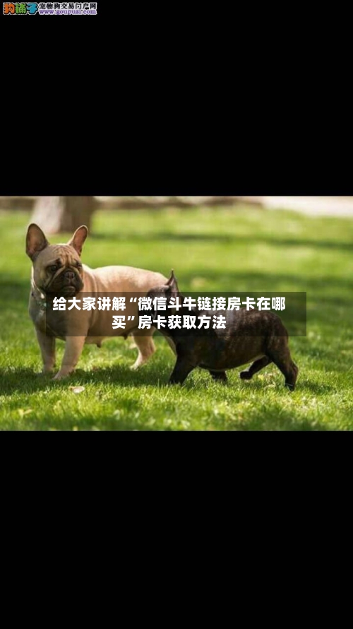 给大家讲解“微信斗牛链接房卡在哪买”房卡获取方法-第2张图片