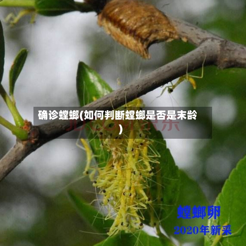 确诊螳螂(如何判断螳螂是否是末龄)