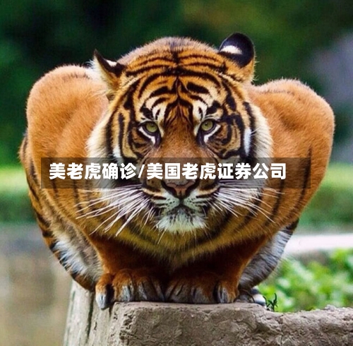 美老虎确诊/美国老虎证券公司-第2张图片