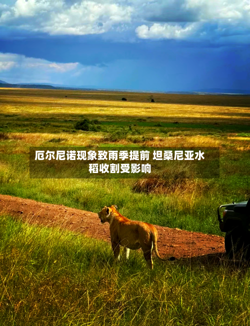 厄尔尼诺现象致雨季提前 坦桑尼亚水稻收割受影响-第1张图片